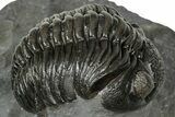 Detailed Pedinopariops Trilobite - Mrakib, Morocco #348139-1